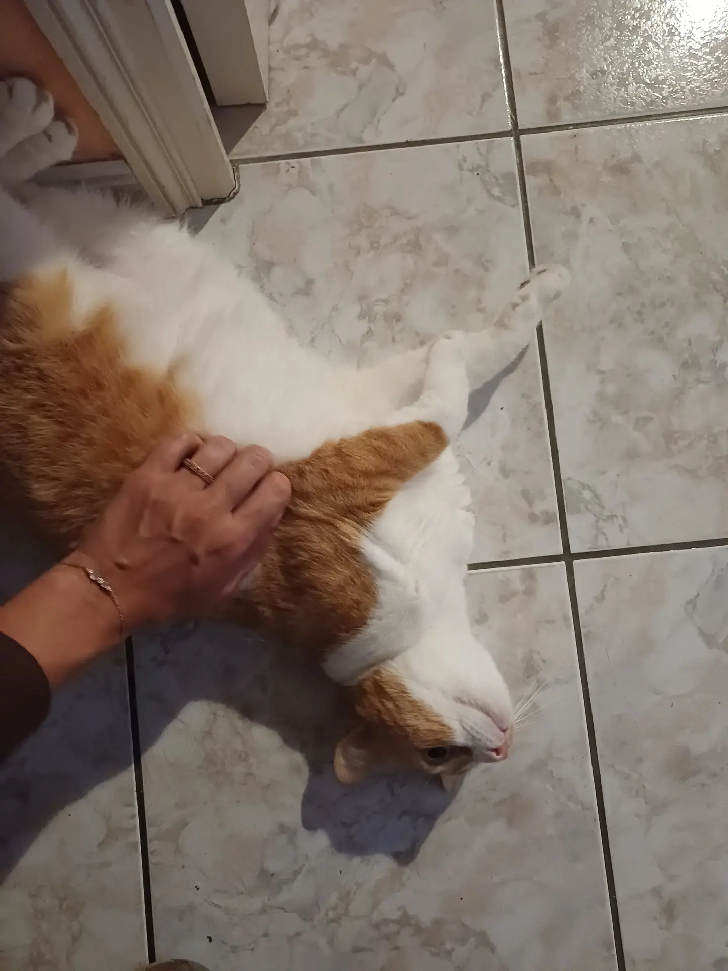 Câlin chat craintif