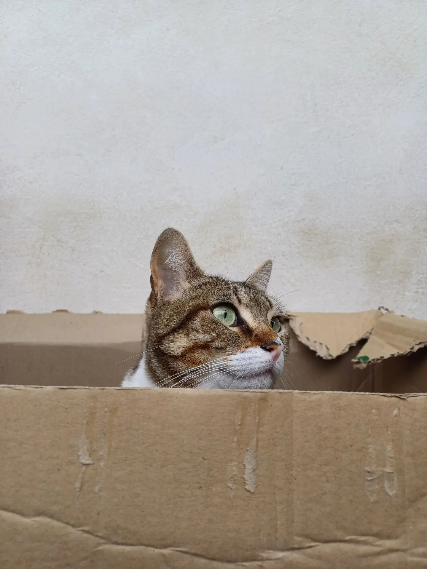 Chat dans un carton