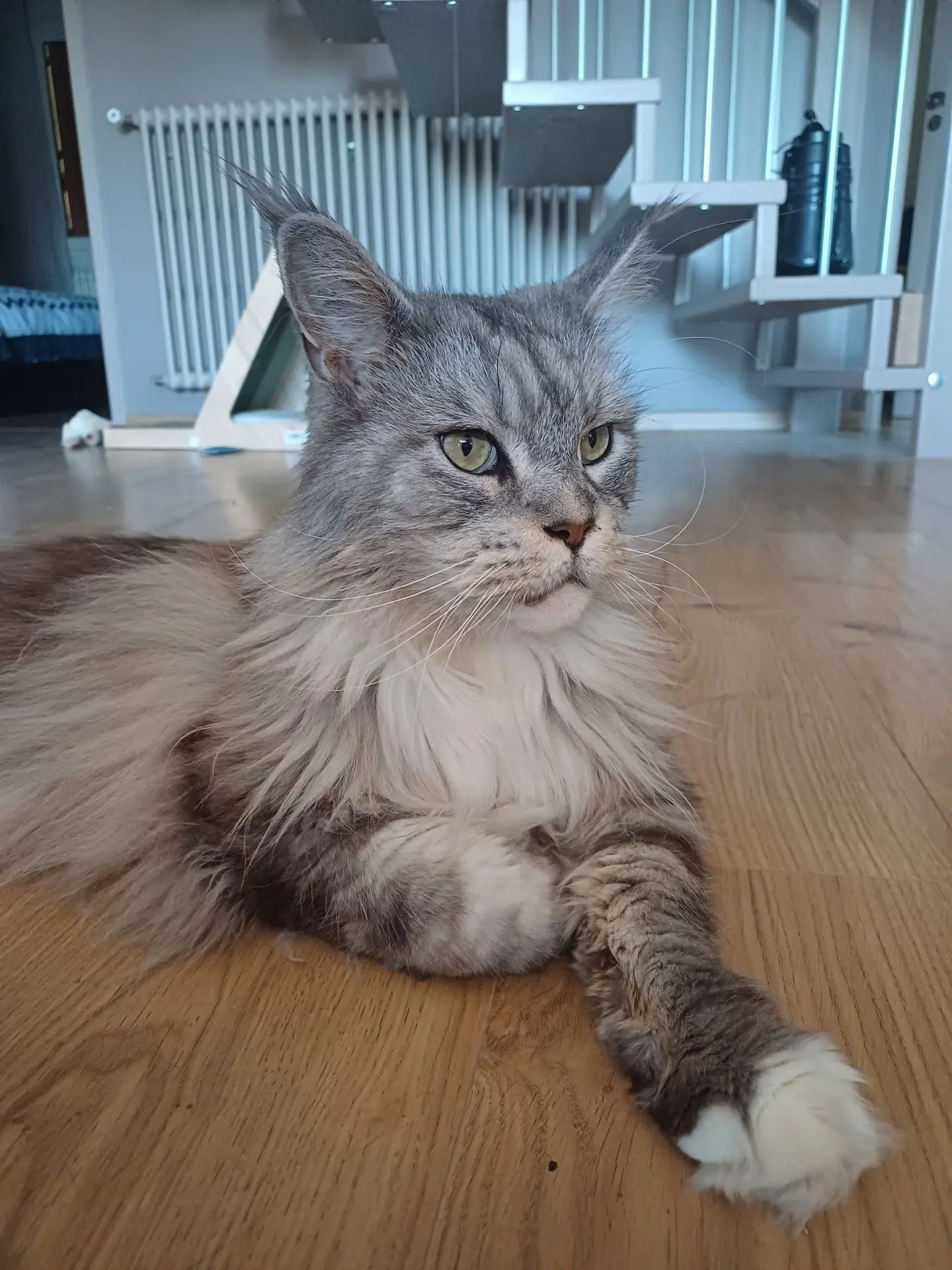 Maincoon albi