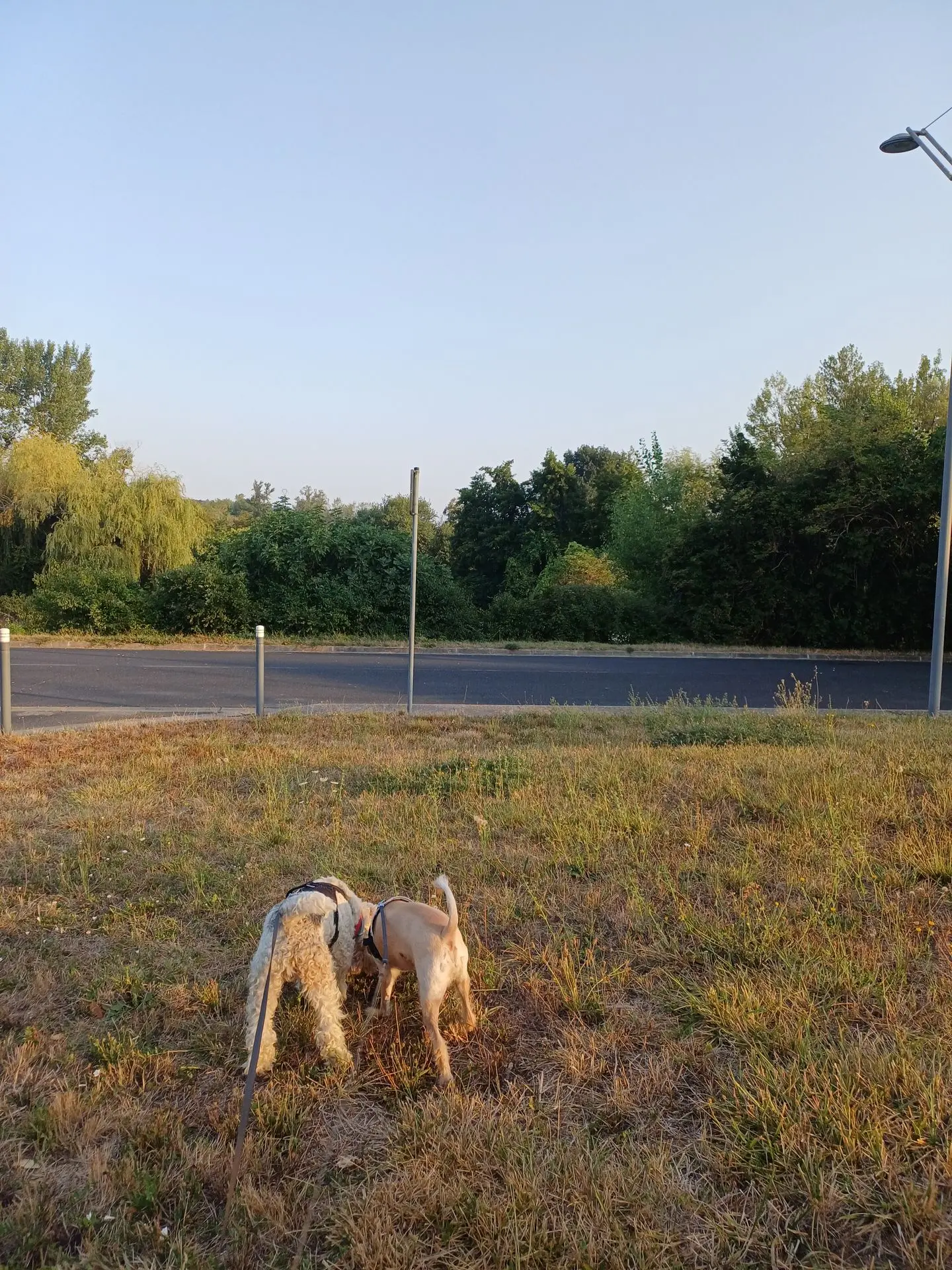 Promenade chien albi